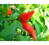 Насіння перцю гіркого Аджи Баккатум різнокольоровий (Pepper Aji Omnicolor Baccatum)
